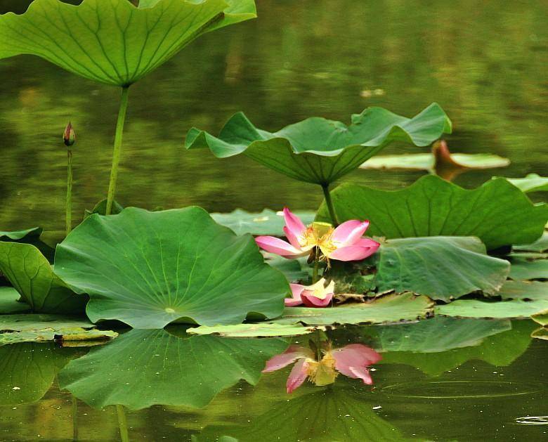 雨后的西安浐灞湿地公园里,盛开的荷花就是夏天最美的印记!
