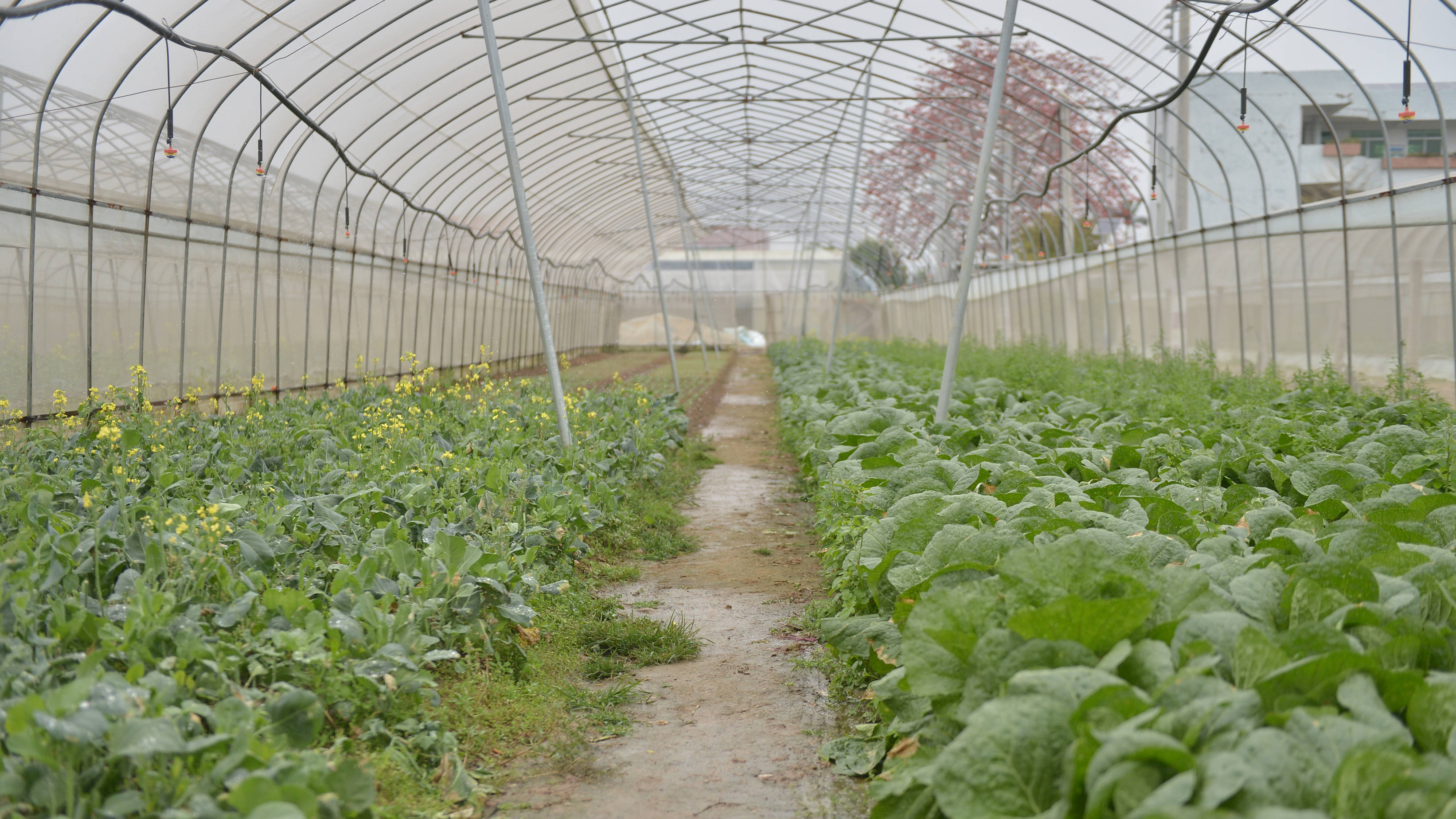 汕头澄海区蔬菜产业园 黄松书,潮汕别史摄