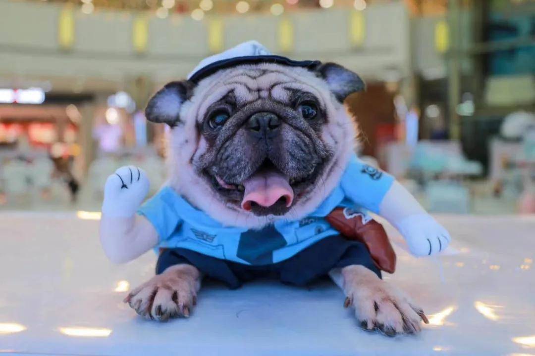 加州阳光萌宠大作战萌翻了