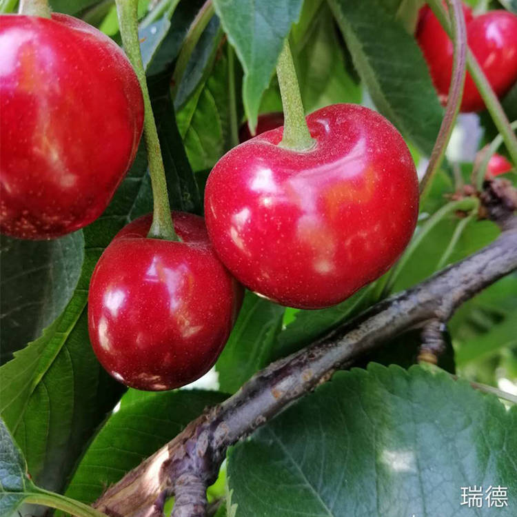 瑞德樱桃苗,受保护的品种不是没有理由的