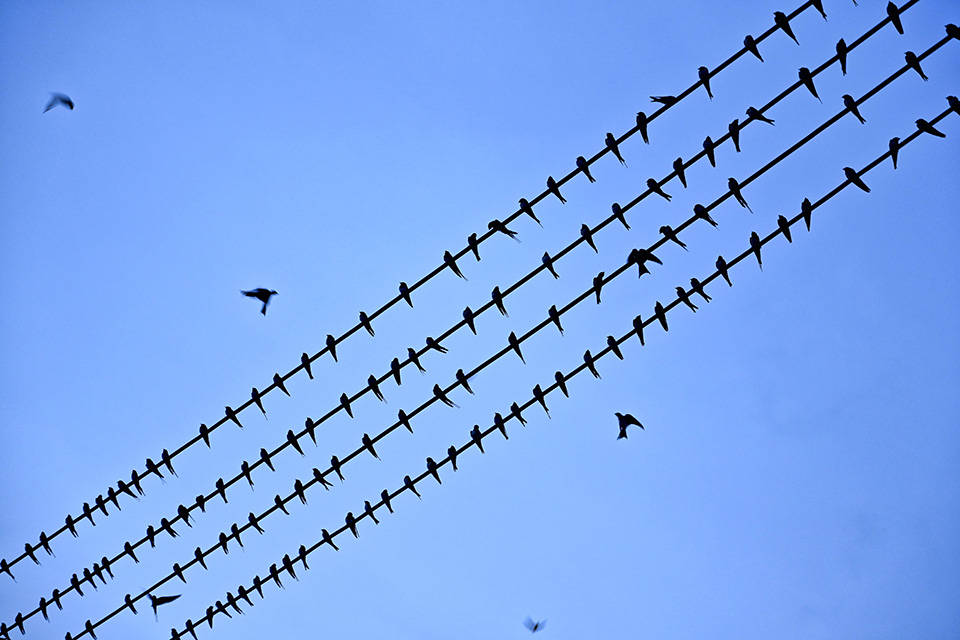 壮观!广西南宁成千上万燕子"电线聚会"