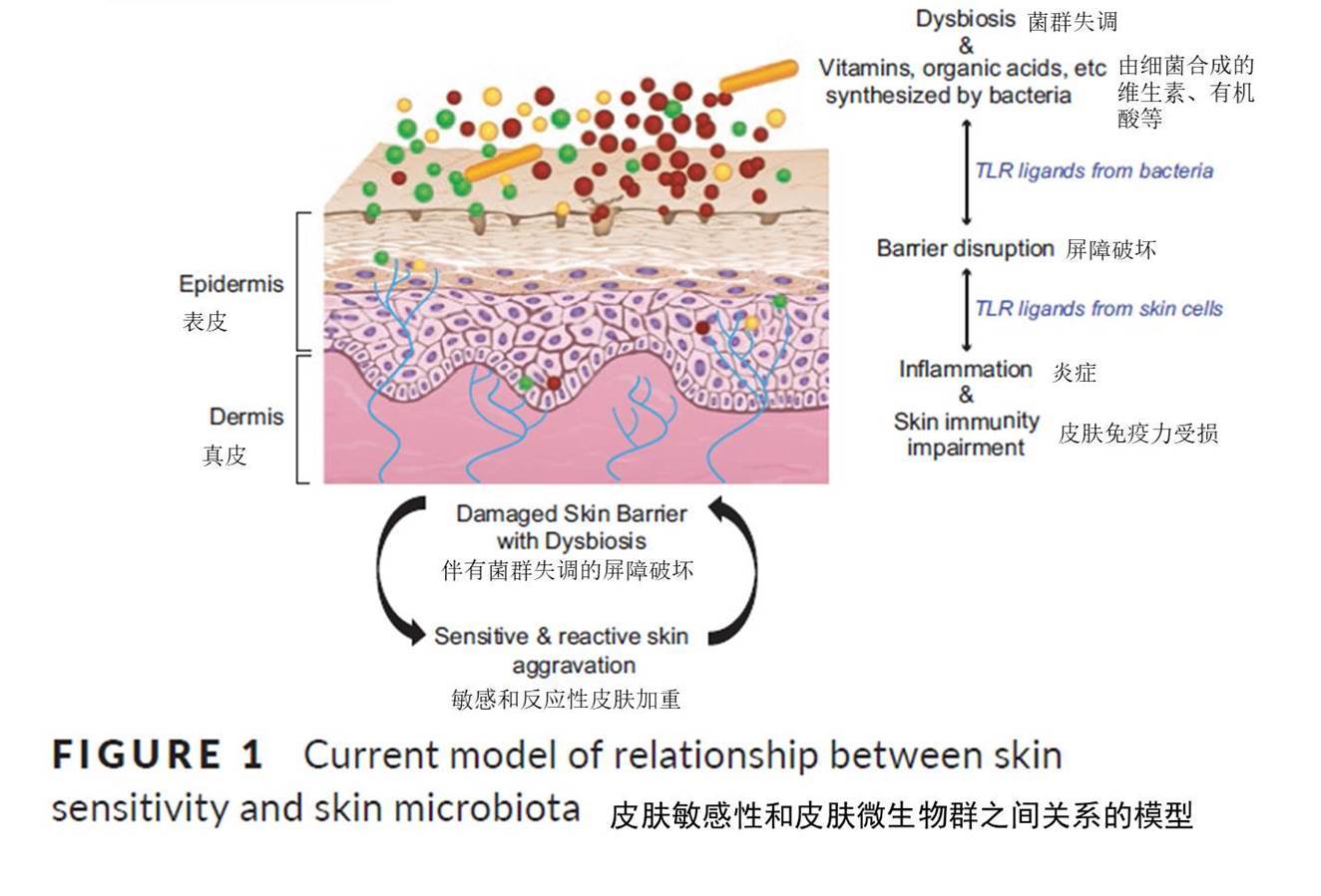 敏感皮肤与微生物
