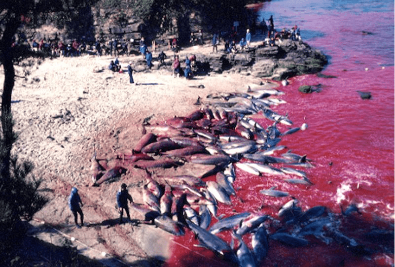 海豚湾一部让人震撼的纪录片海豚在日本惨遭屠杀游客太残忍