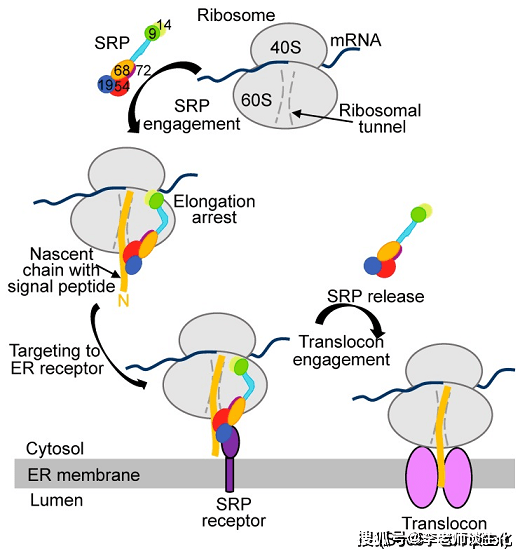 蛋白质和一个称为7sl rna的rna组成,六个蛋白质按照分子量命名为srp9