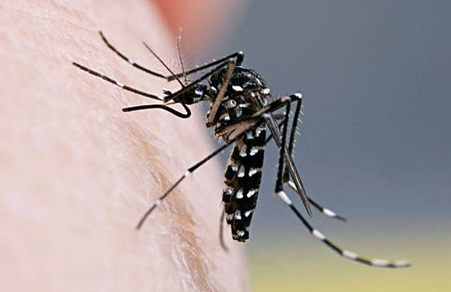 花蚊子到底有着怎样的前世今生骨子里如此猖狂入秋还猛如虎