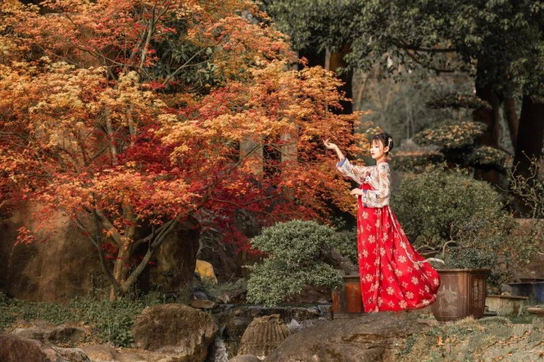 成都最美古风基地的宋代紫薇开了每天邀请50名网红摄影师打卡