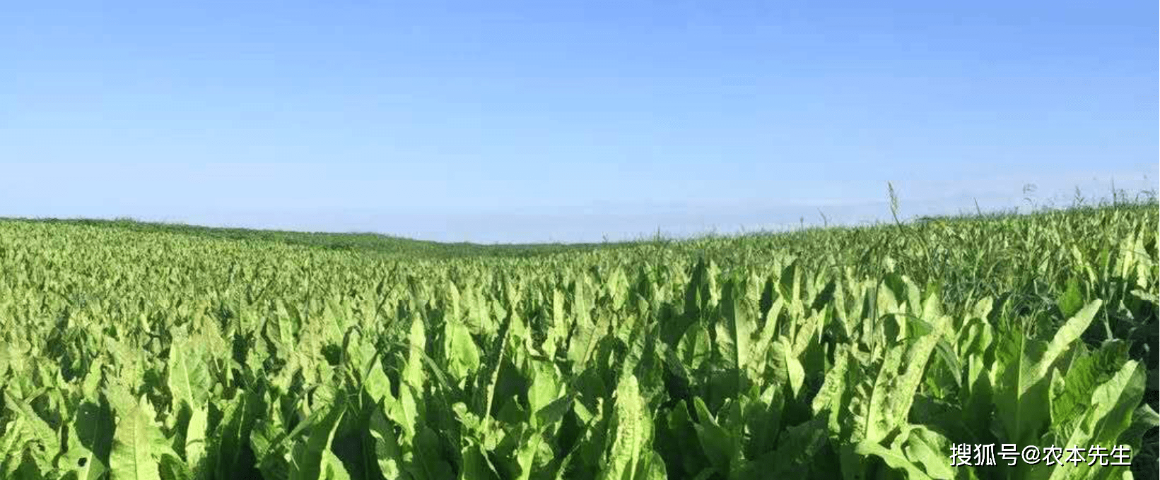 黄棒菜的种植环境
