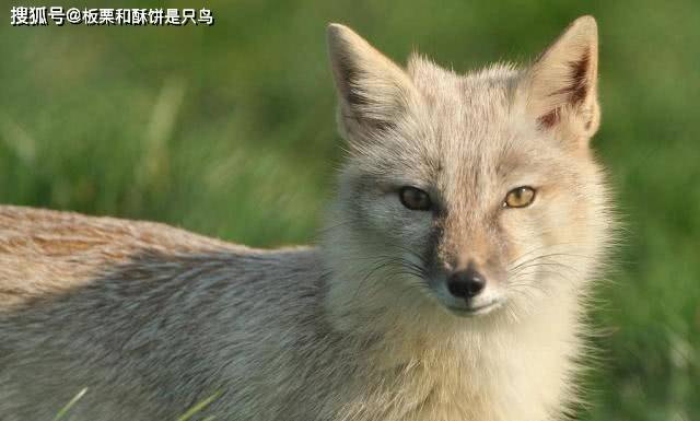 原创觉得"狐狸精"妖媚?你看一眼小狐狸,就一定会喜欢上它