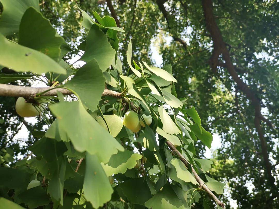 蚌埠錐子山森林公園:千年銀杏樹,棲巖寺石屋