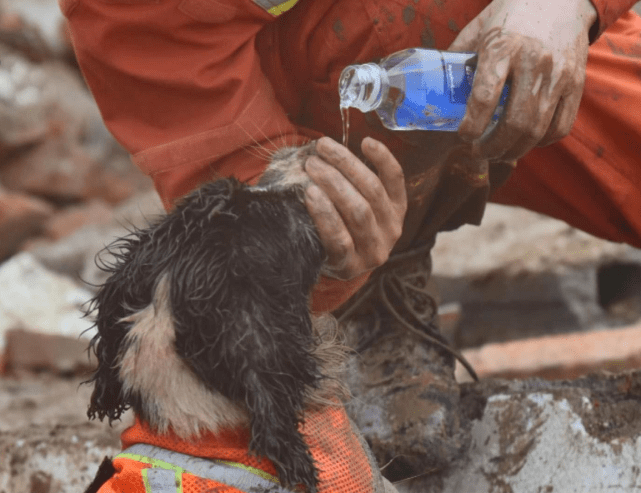 请记住那些在灾难中为拯救生命的"搜救犬们",他们与消防员都值得被