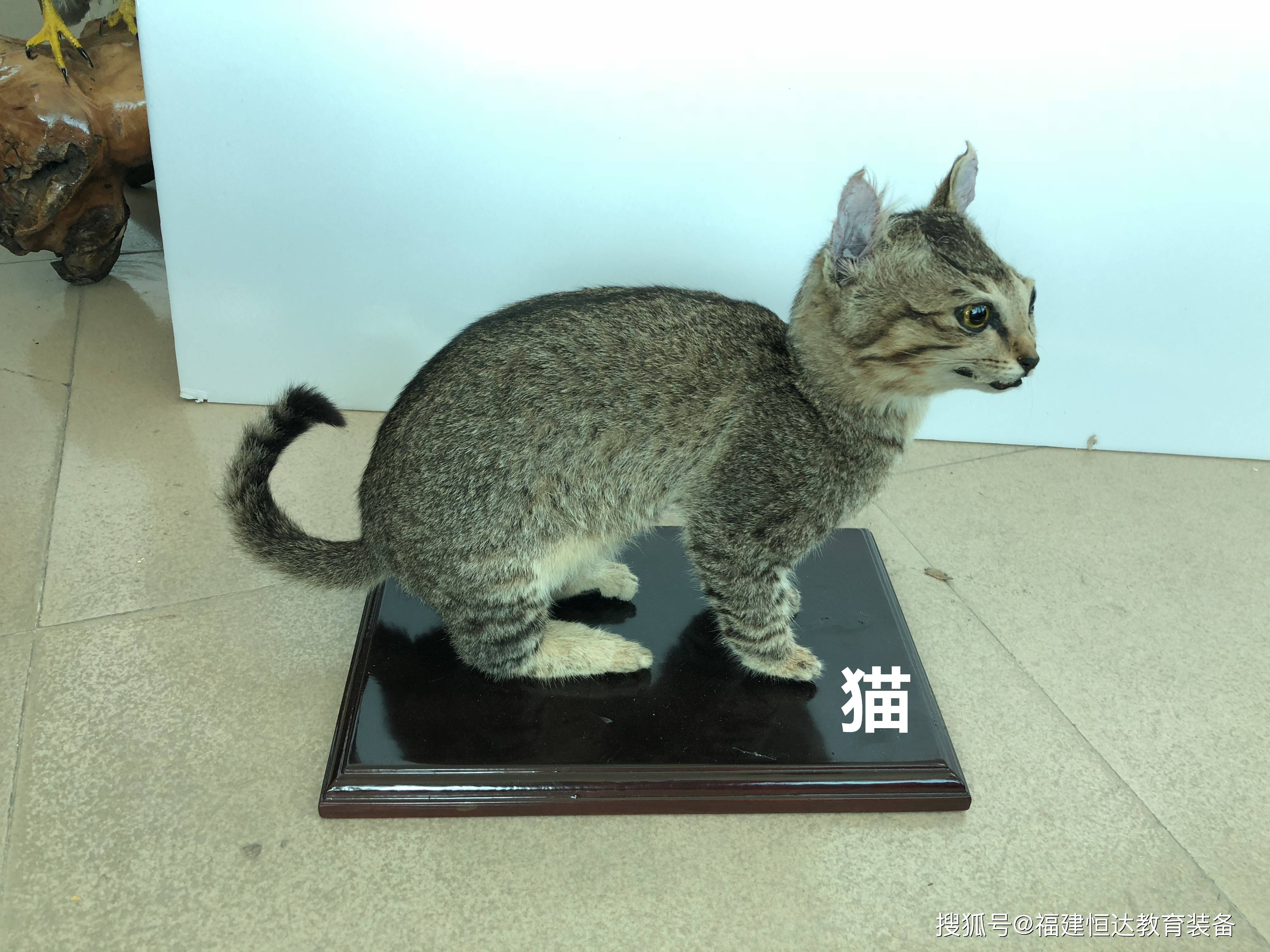 如何修复损坏的动物标本