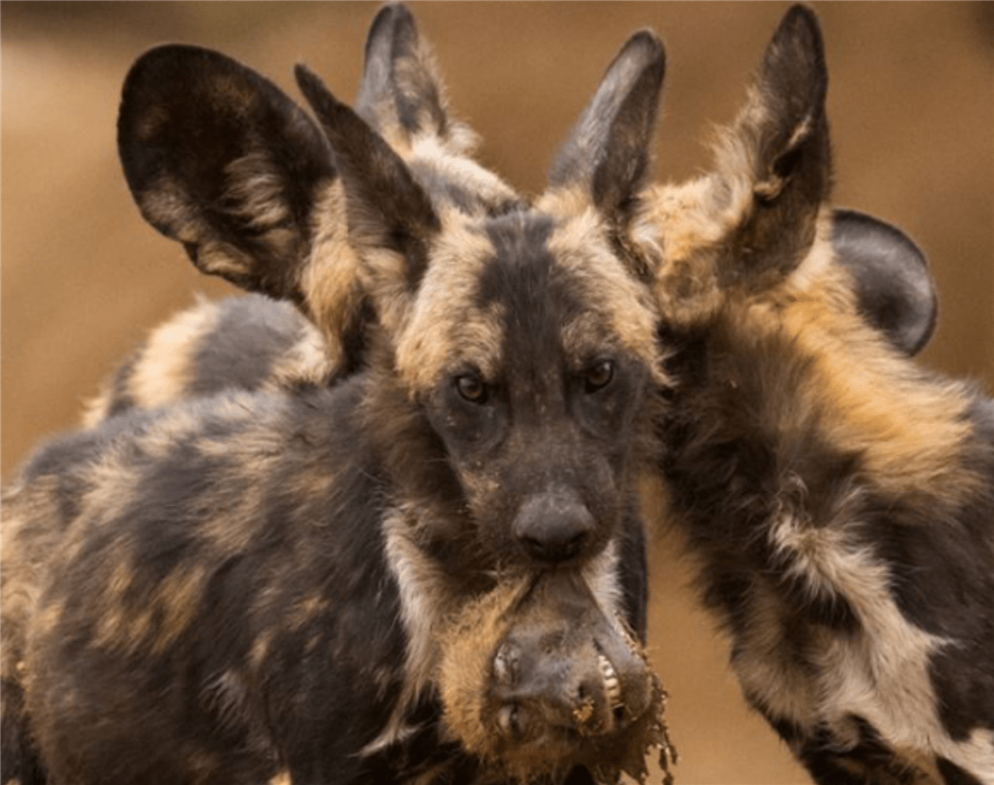 三色豺围猎狒狒群,母狒狒为了保护幼崽,自己不幸葬身豺群