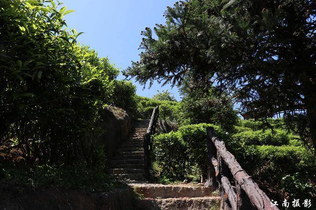 饶平坪溪茶园图片