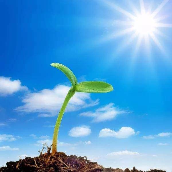 玛雅共时能量播报 | kin104 宇宙黄种子:从当下播种美丽的种子