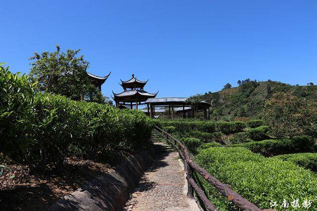 饶平坪溪茶园图片