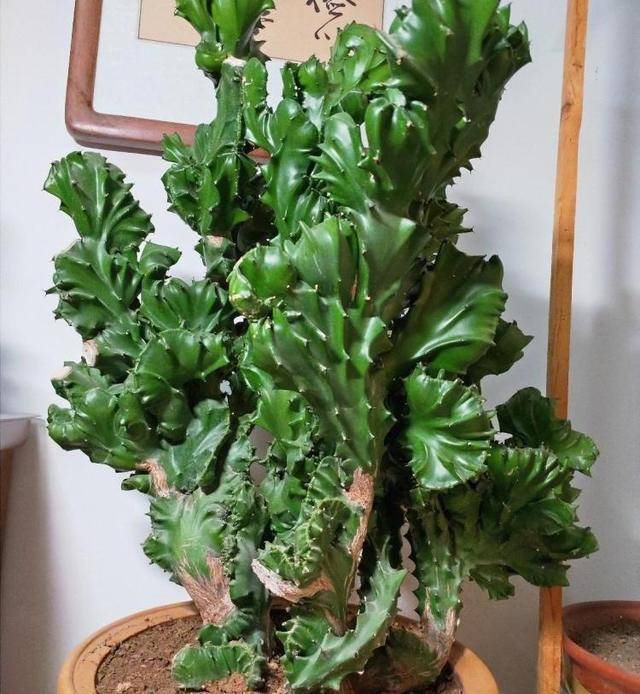 原创镇宅护主的玉麒麟,这么养,威武雄壮,真好看!