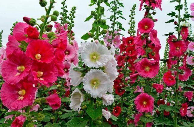 原创大红花一丈红朵朵似牡丹节节都高升