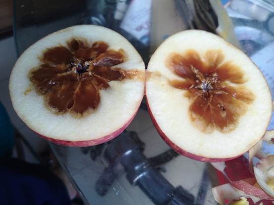 原创海丰阿东苹果烂了扔不扔还得看情况