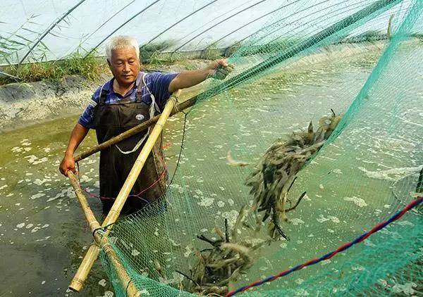 虾的养殖模式有哪些 了解虾养殖