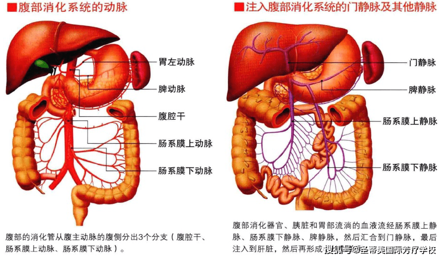 人体分泌系统图片