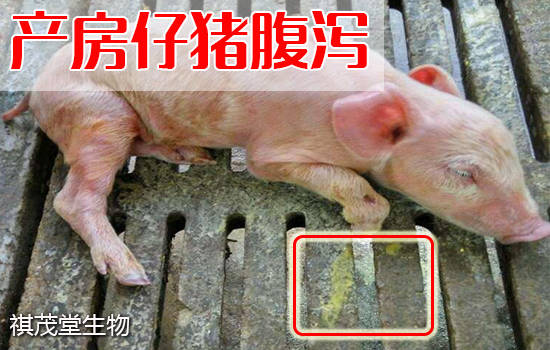 是什么原因导致猪腹泻有土方吗 
