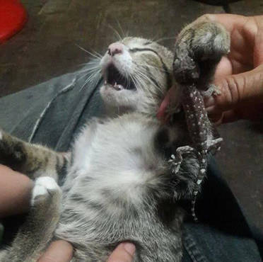 变色龙咬住猫不肯放,猫咪吓得一阵机灵,主人却被逗得哈哈大笑