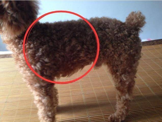 纯种泰迪犬有什么特征?纯不纯看这些地方