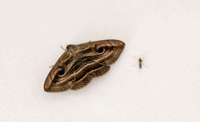 病虫害科普丨麦穗夜蛾的危害与防治