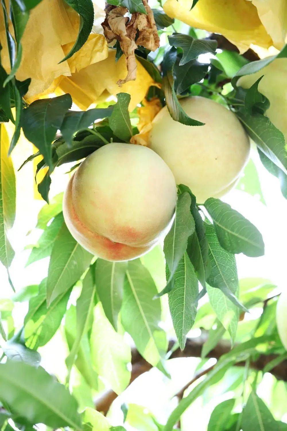 论"水"论"蜜",我只服无锡阳山水蜜桃!_甜水