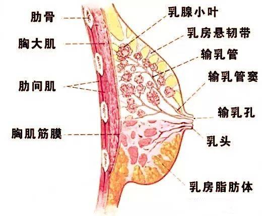 三期乳腺增生(囊性增生)