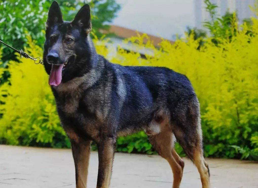 原创威武帅气的昆明犬,是我国现役警犬中唯一的国产犬