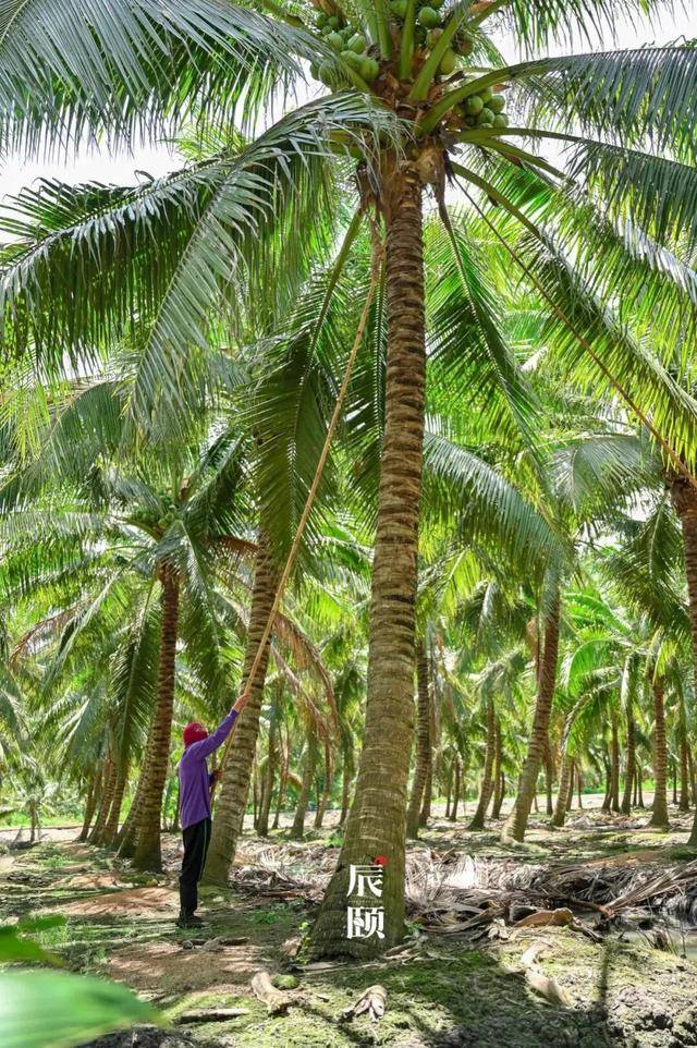 椰树每天都会长高,采摘一年比一年困难,智慧的果农在树下挖渠,一来