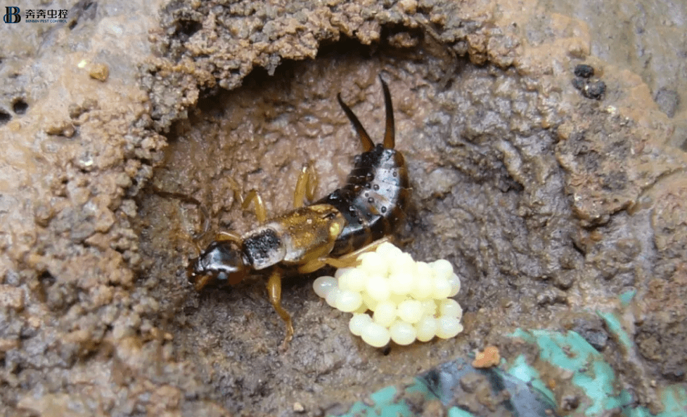 威风凛凛的蠼螋开始肆虐了!【奔奔虫控】