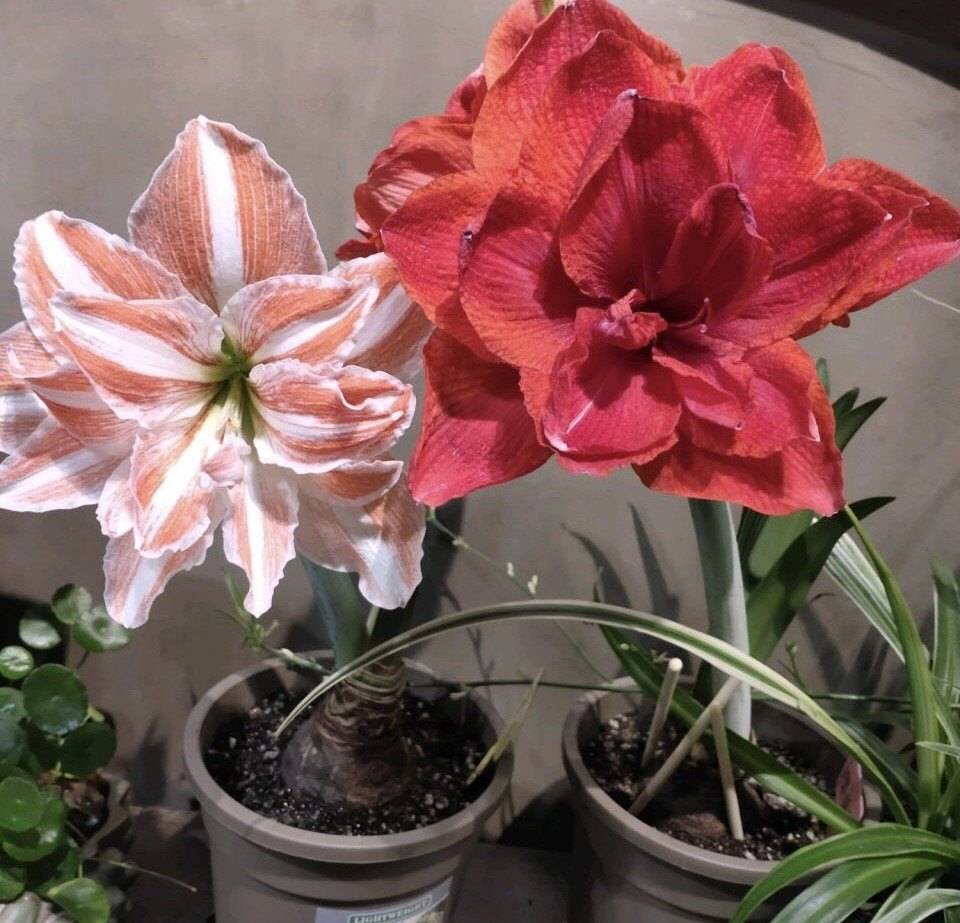 朱顶红有"3种"繁殖方式,掌握1种就能得到几十盆,简单易学_手机搜狐网