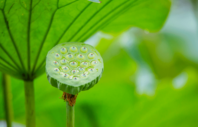 一池芙蓉伴青山|赏雨荷,摘莲蓬,这才是夏天的味道_荷花