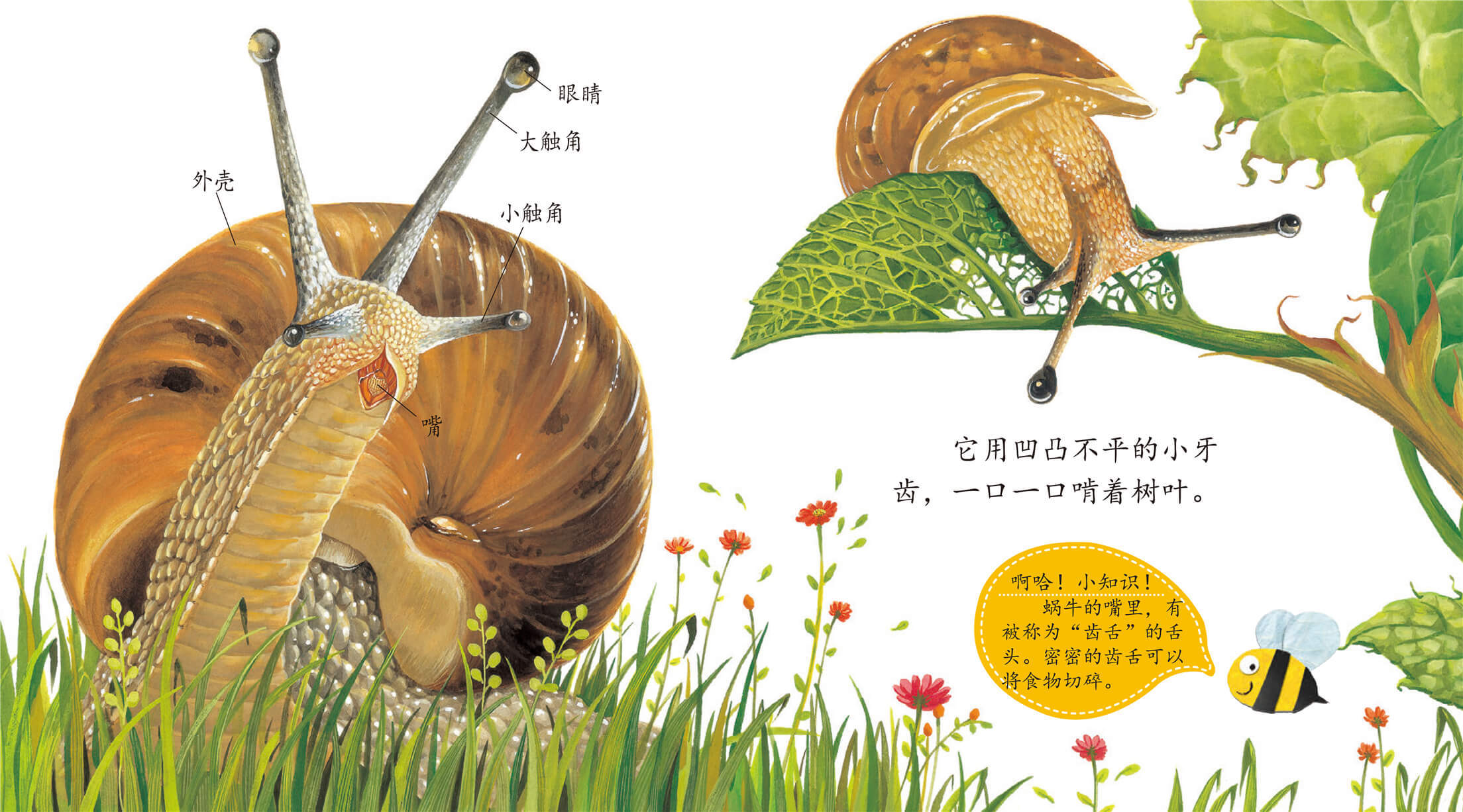 蜗牛看花绘本图片