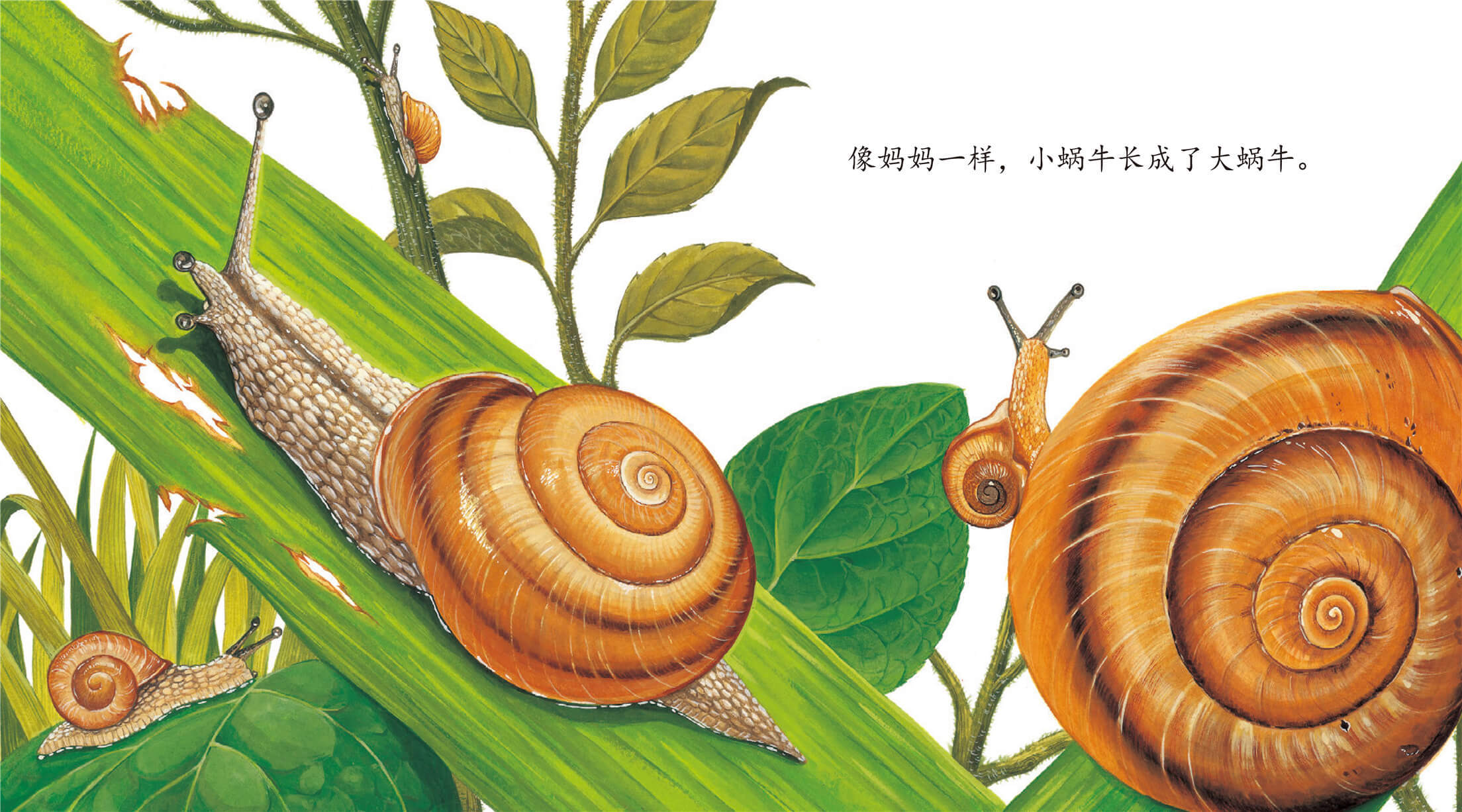 蜗牛看花绘本图片
