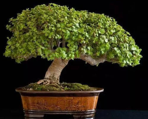 想要养一盆好看的金枝玉叶,教你一招,长成老桩,人人见了都夸美_修剪