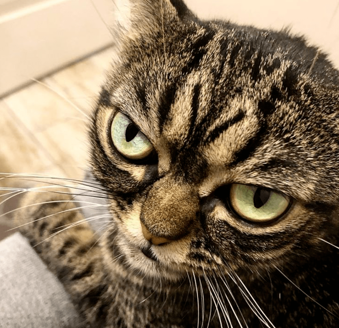 这猫也太邪恶了吧…我竟然有一点心动?