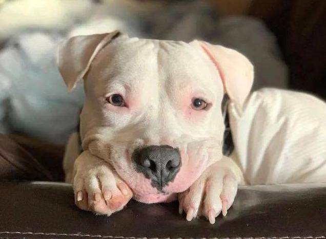 发一张你家狗狗看你的照片!看看它有多爱你_眼神