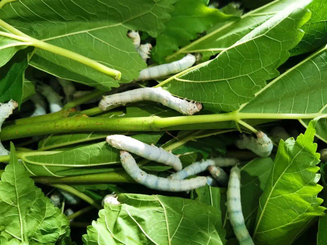 蚕宝宝来啦!河洞养殖户种桑养蚕,勤"茧"助增收~_廖少明