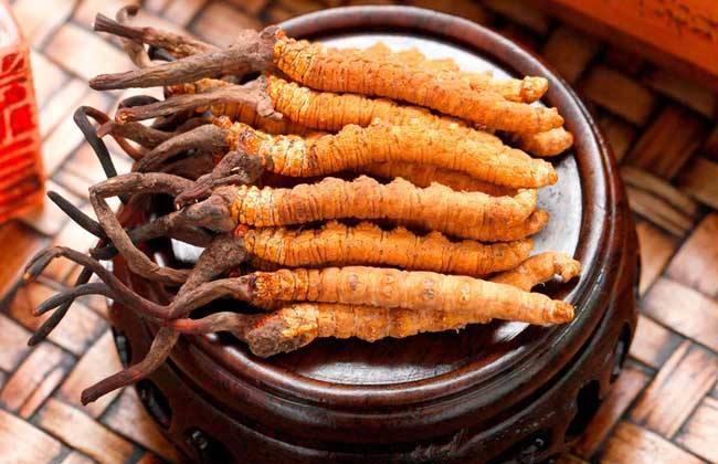 藏红馆 | 藏药之冬虫夏草的魅力