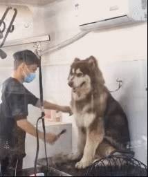 搞笑gif-哥们,你的点子太背了!出门没看黄历吧!