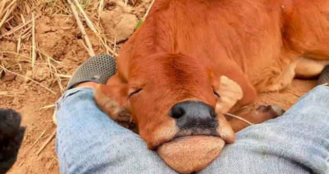 小黄牛被当成宠物养,每天对着主人撒娇卖萌,眼前这幕令人不解_小牛