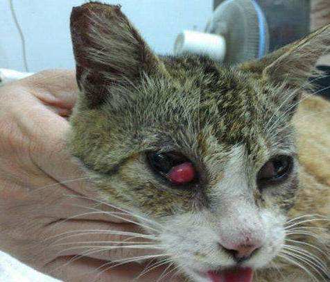 【喵喵】樱桃眼?很好看吗?不!是很难治疗的罕见病!