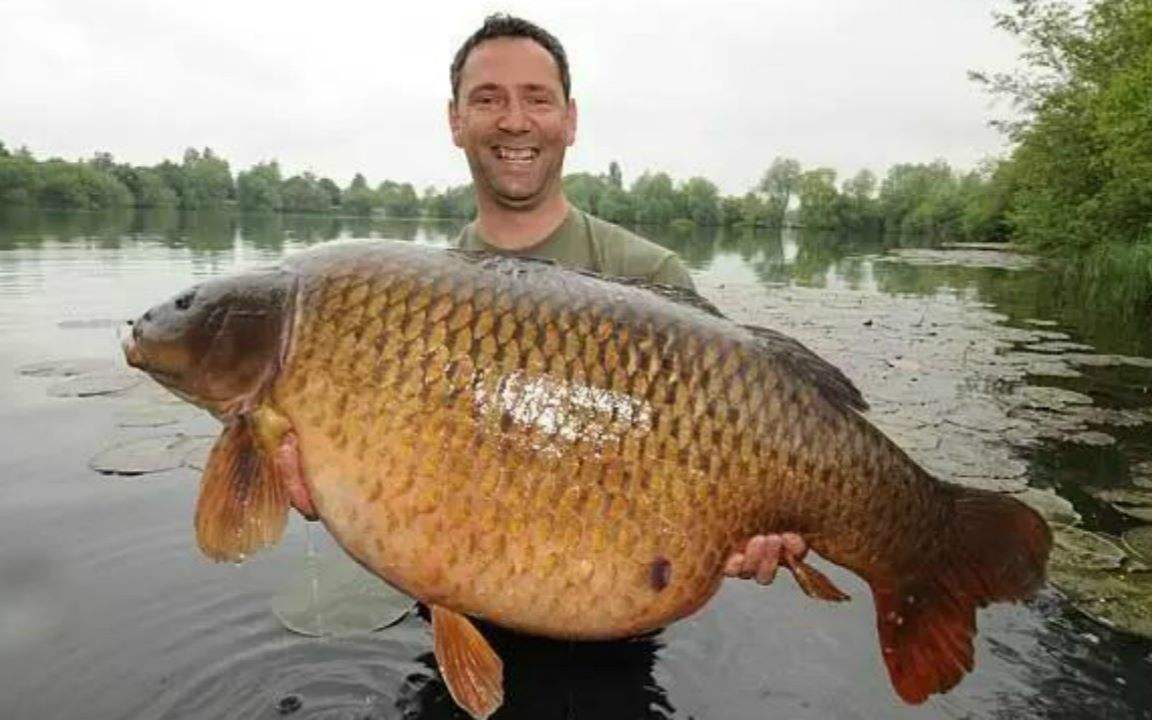 原创亚洲鲤鱼在美国泛滥成灾,为什么当初美国要引进这种鱼类?