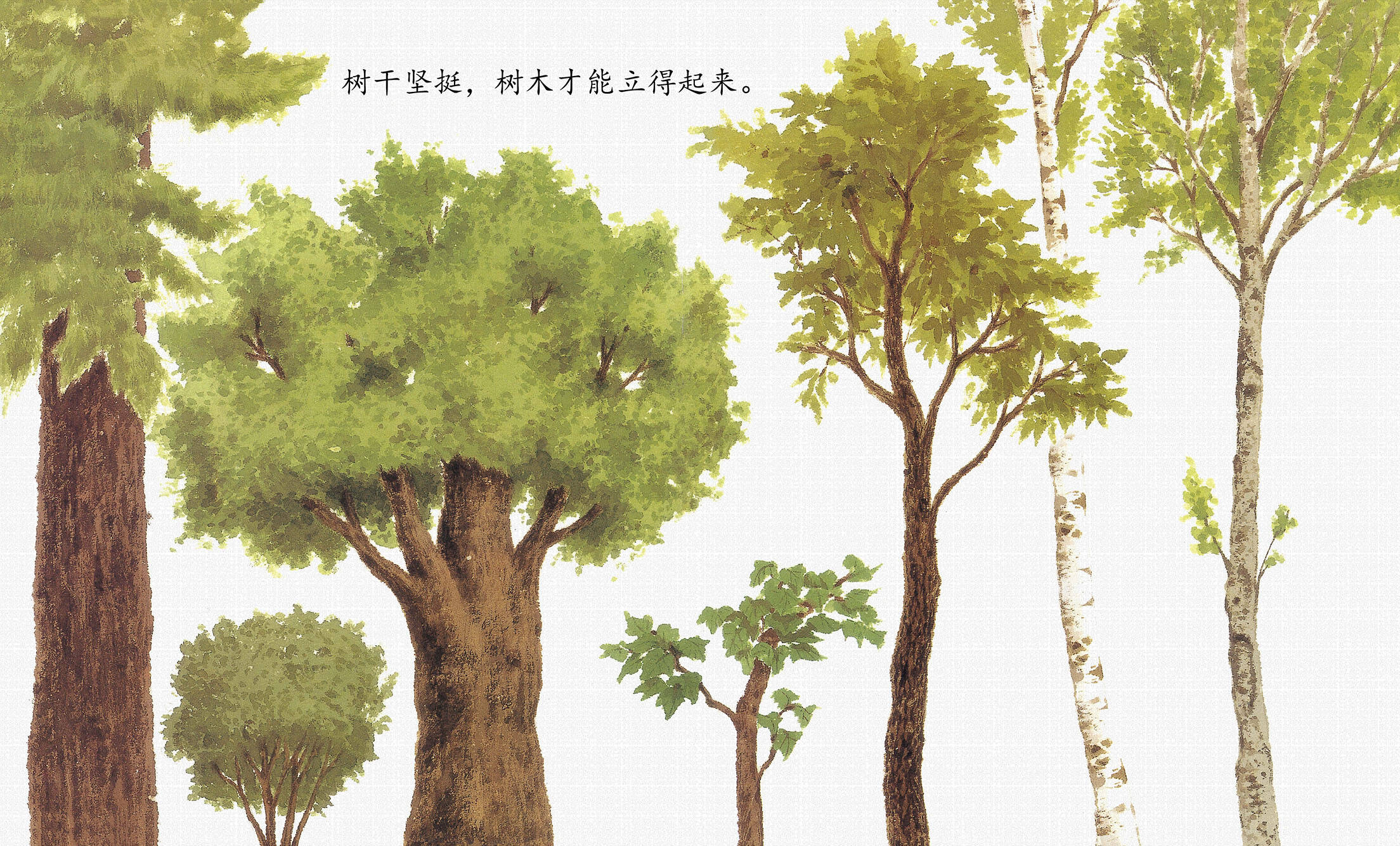 小树成长过程绘本图片