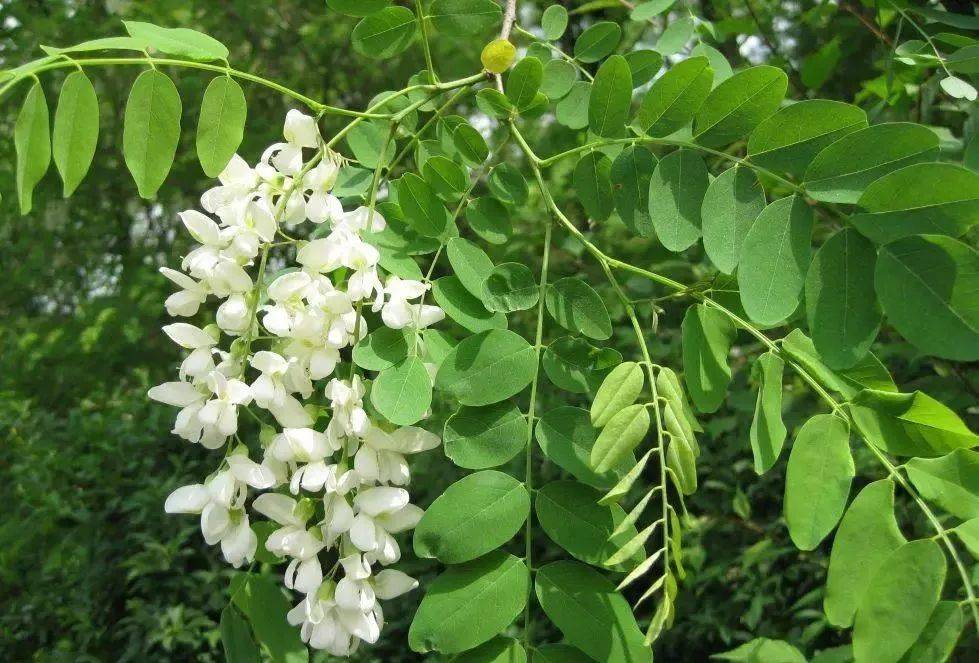 原创最不能错过的几种食用花作为吃货的你知道么很美味哦