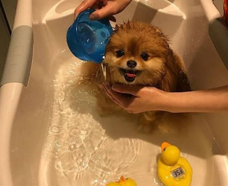 体积占了全身一大半,也就是我们常说的虚胖,比如说主人一给博美犬洗澡