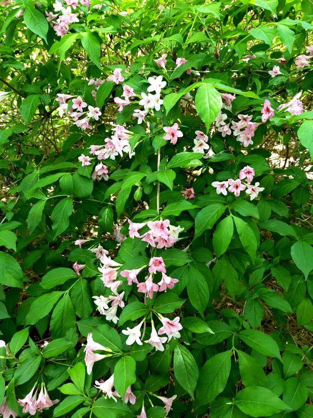 錦帶花芍藥花矮 牽 牛矮牽牛是我們這裡夏天街道邊 ,廣場上綠化栽種的